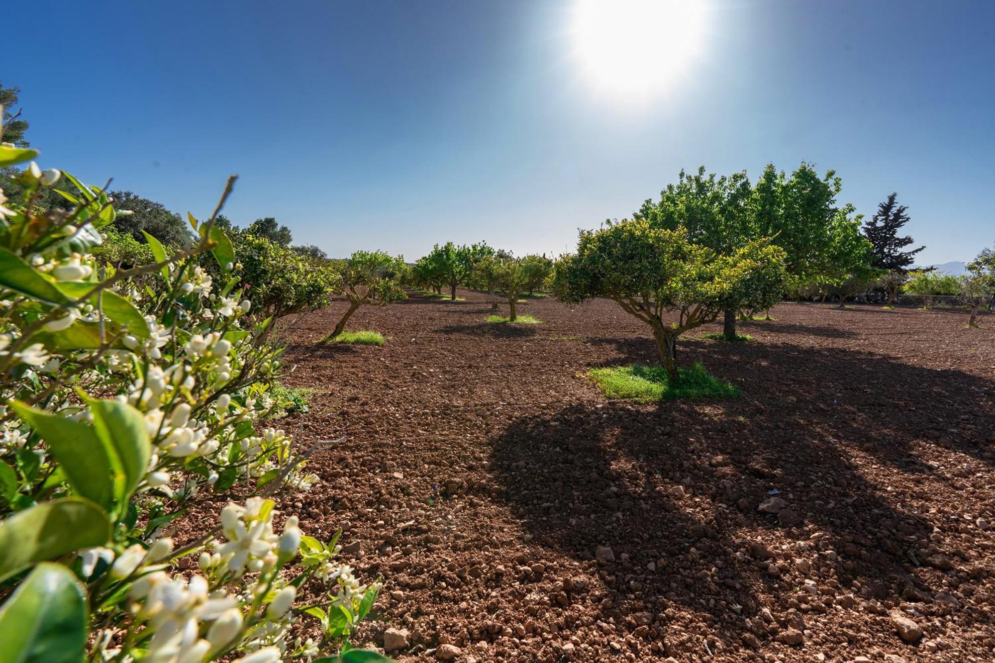 אלגידה Villa Monsebo By Slow Villas מראה חיצוני תמונה